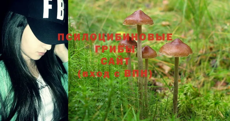 Галлюциногенные грибы Psilocybine cubensis  Апатиты 